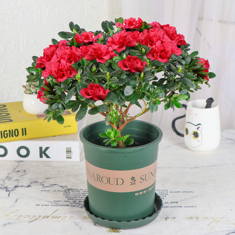 花盆栽植物室内带花好养花常年四季开花不断花卉观花植物 红花杜鹃 不