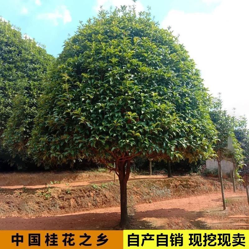 倾晨 桂花树苗大树庭院室内外四季开花浓香型地栽桂花树原生苗 金桂