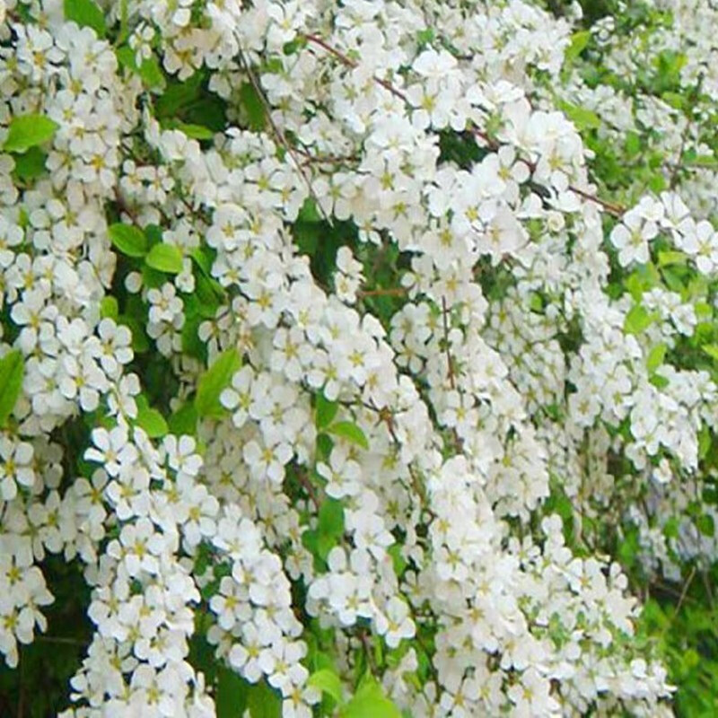 雪柳 喷雪花 耐寒花卉 串开浓香 浪漫小清新植物 盆地栽开花机器 3年