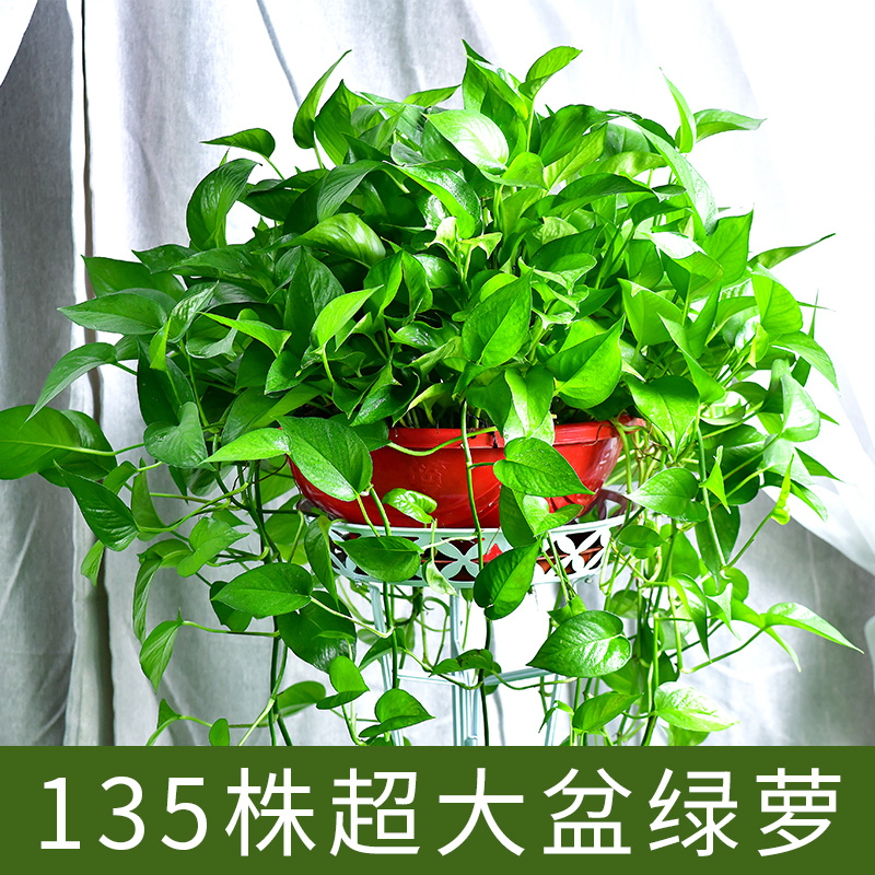 青源绿萝盆栽室内绿植花卉水培植物大叶绿箩 1盆360超大盆一盆顶六盆