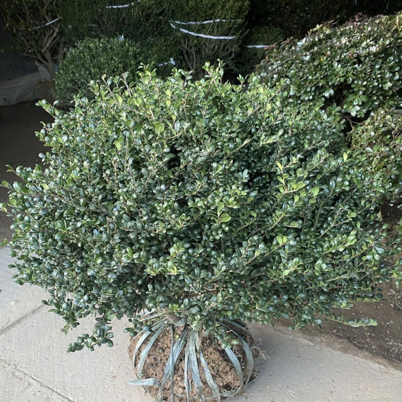 花e流四季常青龟甲冬青树苗庭院篱笆耐寒植物盆栽别墅花坛绿化花卉