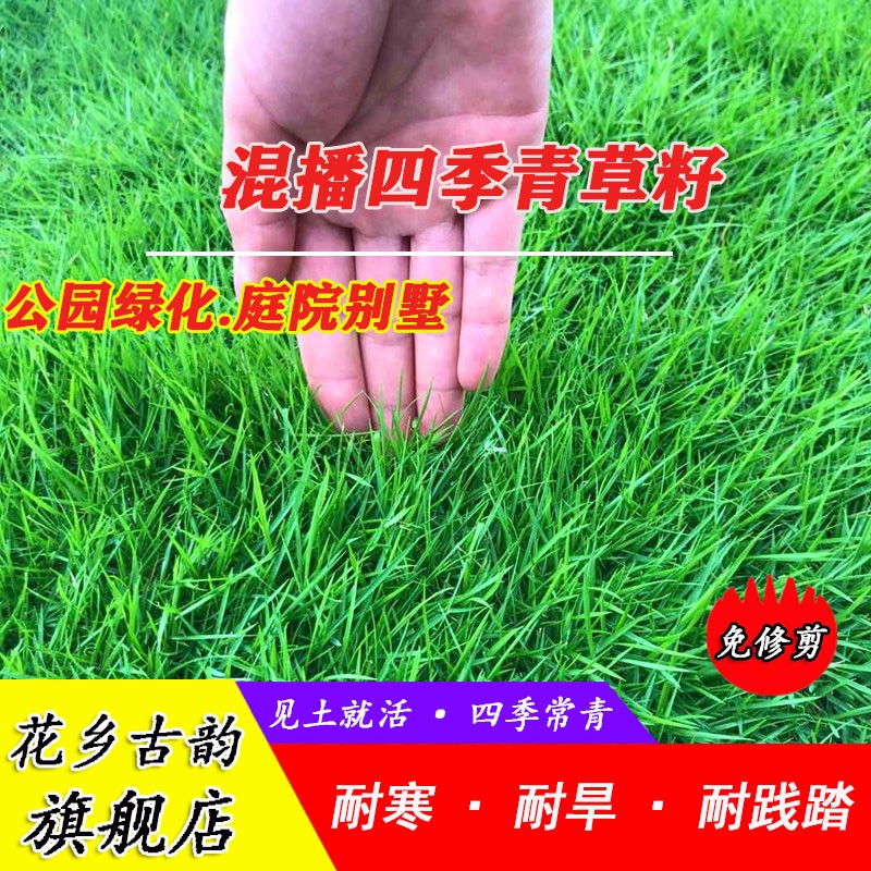 花乡古韵草坪种子混播四季青四季种狗牙根早熟禾黑麦草高羊茅护坡花乡