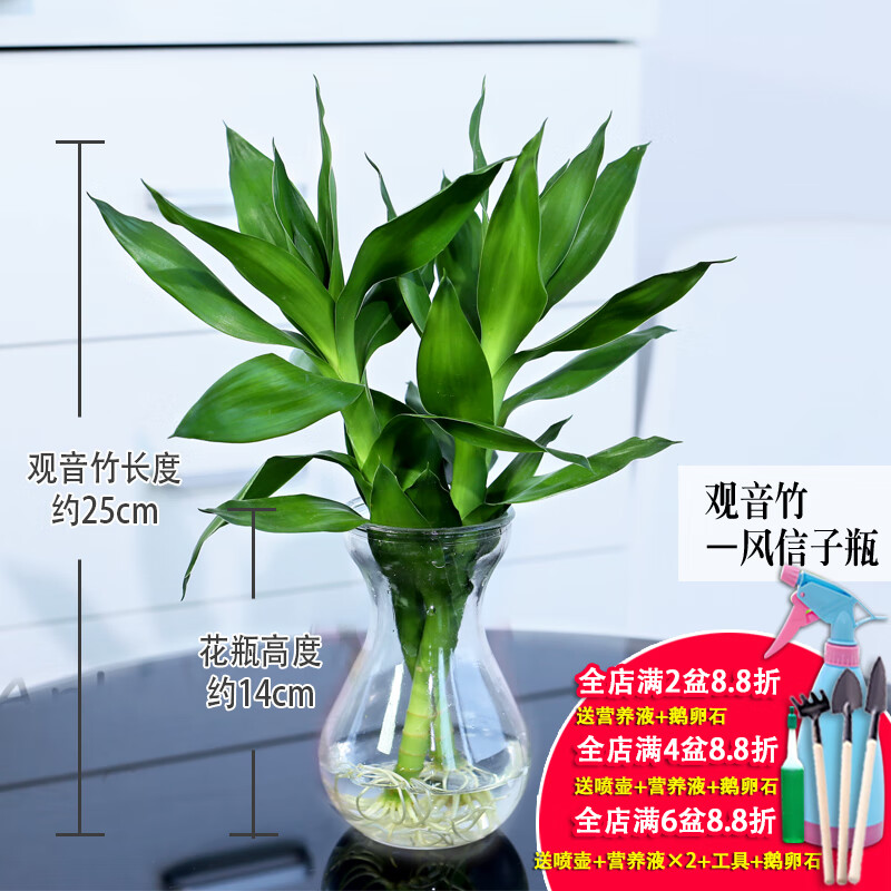 锦枫(jinfeng)水培植物玻璃瓶观音竹富贵竹莲花竹办公室桌面净化空气
