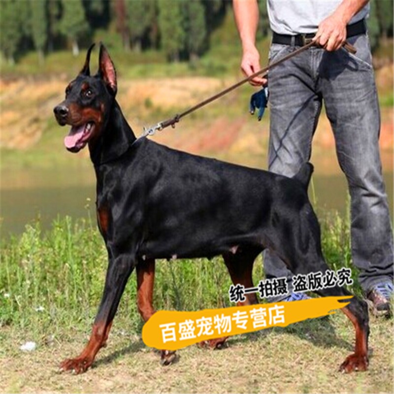 别态萌纯种德系杜宾犬 幼犬  出售杜宾活体小幼崽 宠物狗大型护卫猛犬