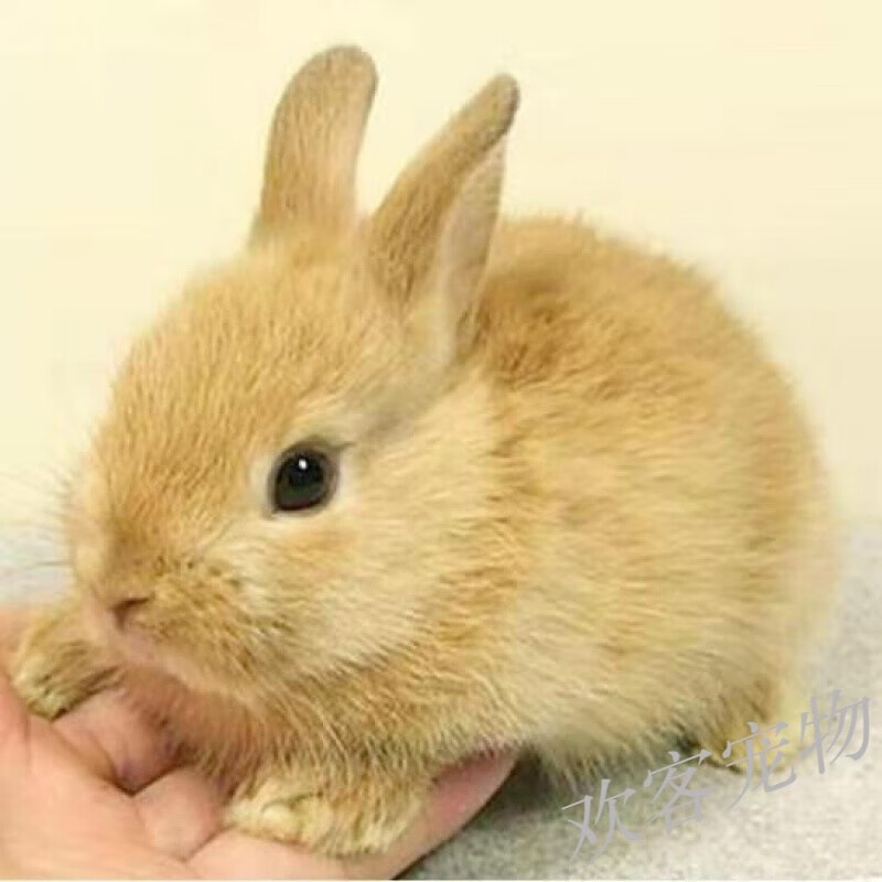 黄色公主小兔 一只单身兔