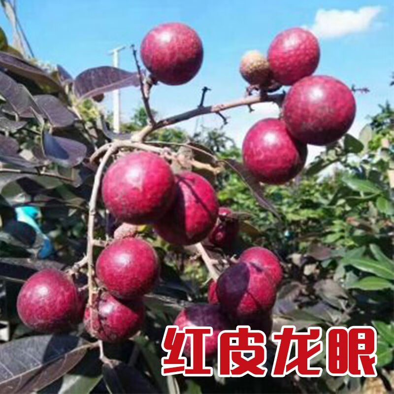 卉双正宗泰国红皮龙眼树苗嫁接苗果树石硖桂圆当年四季结果庭院盆栽苗