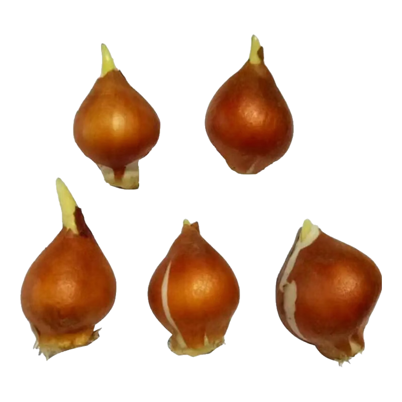 ˮֲɫ5Դͷֱ 18.9Ԫ