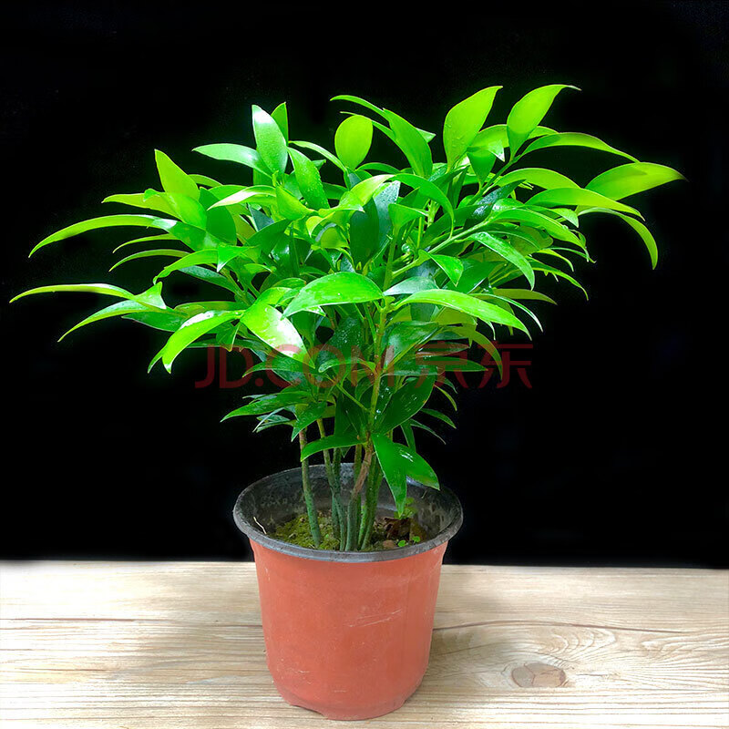 苓芊竹柏盆栽树苗室内观叶植物平安竹花草四季好养常青绿植盆栽 竹柏