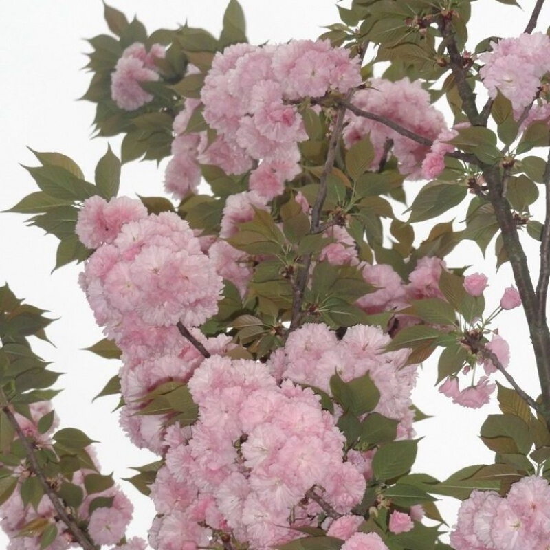 周金祥 樱花种子日本樱花种子单樱红樱早樱晚樱青肤樱重瓣冬樱花种子