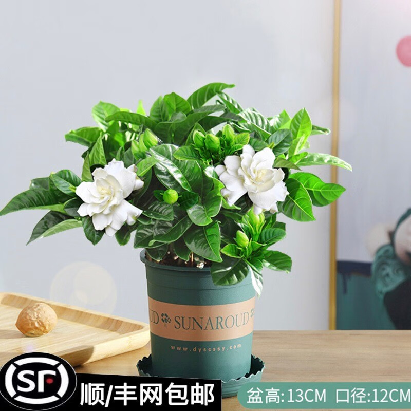 花卉怎么才能买到最低价|花卉价格走势图