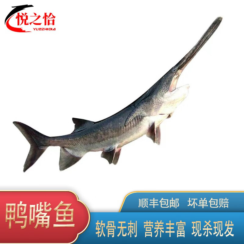 鹿凌青 鲜活鸭嘴鱼现杀发货3-6斤/条淡水鱼鸭嘴鲟大鱼活鱼活体 现杀 3