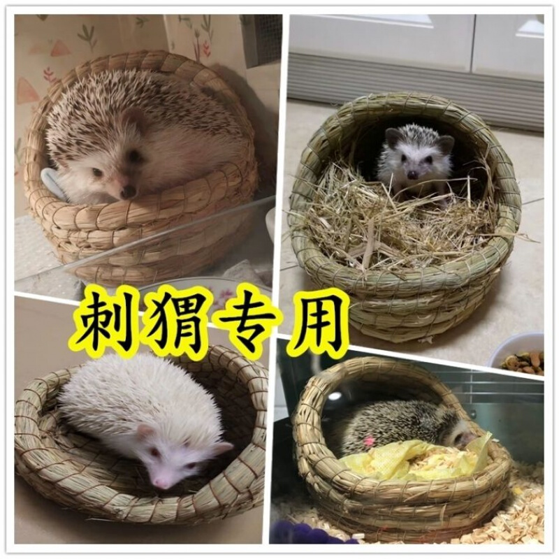 刺猬吃小兔子吗_小刺猬吃什么_刺猬吃小猫崽吗