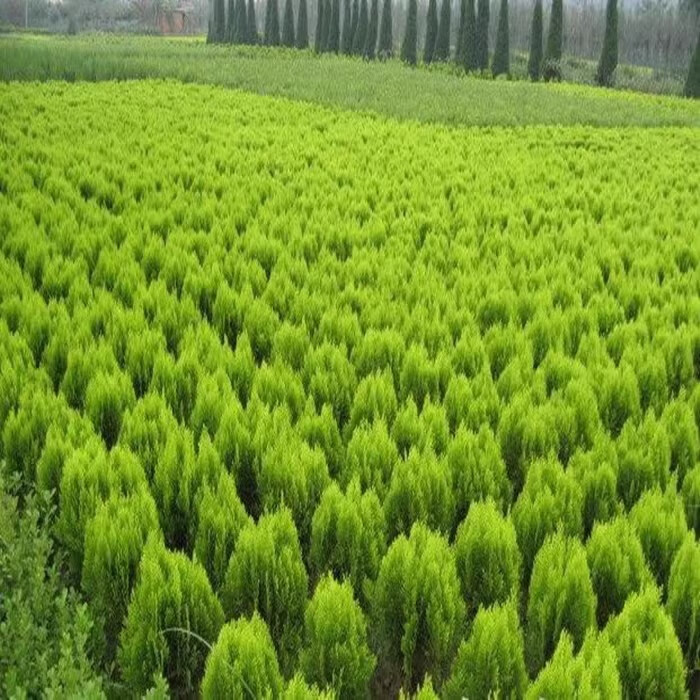 山头林村洒金柏树苗庭院行道绿篱绿化洒金柏苗撒金柏树苗扇柏松柏小苗