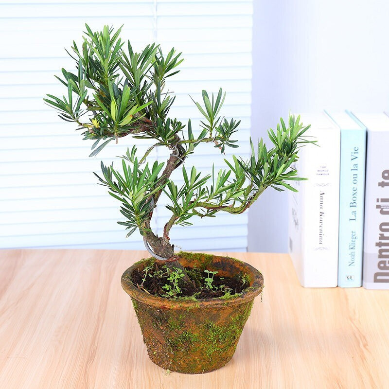 花无痕 罗汉松树苗批发大叶小米盆景庭院阳台盆栽地栽罗汉松绿植花卉
