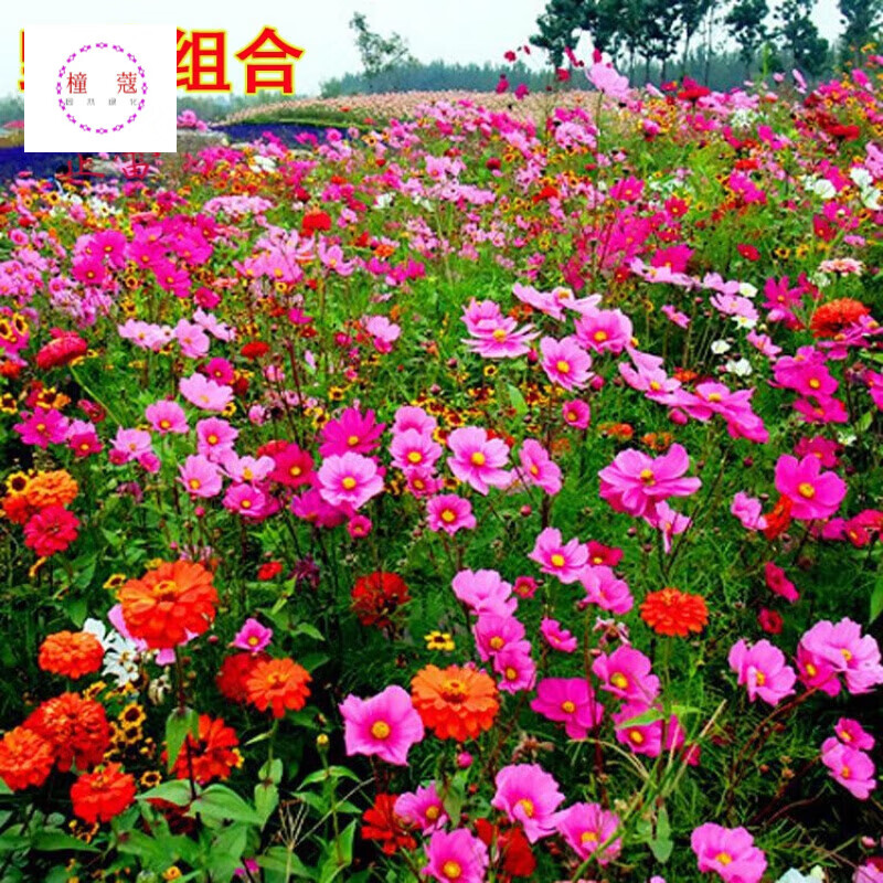 野花组合种子 四季 花种子 多年生 花卉种子  花海种子 多年生野花