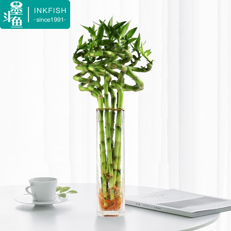 富贵竹水培带根粗观音竹节节高弯竹大绿植室内客厅办公室懒人植物