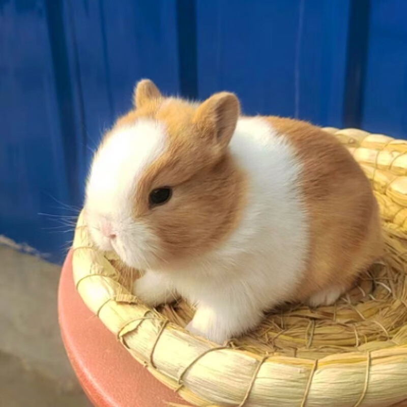 小宠小兔子活物垂耳兔宠物兔折耳活体茶杯兔长不大猫猫兔纯白色侏儒兔