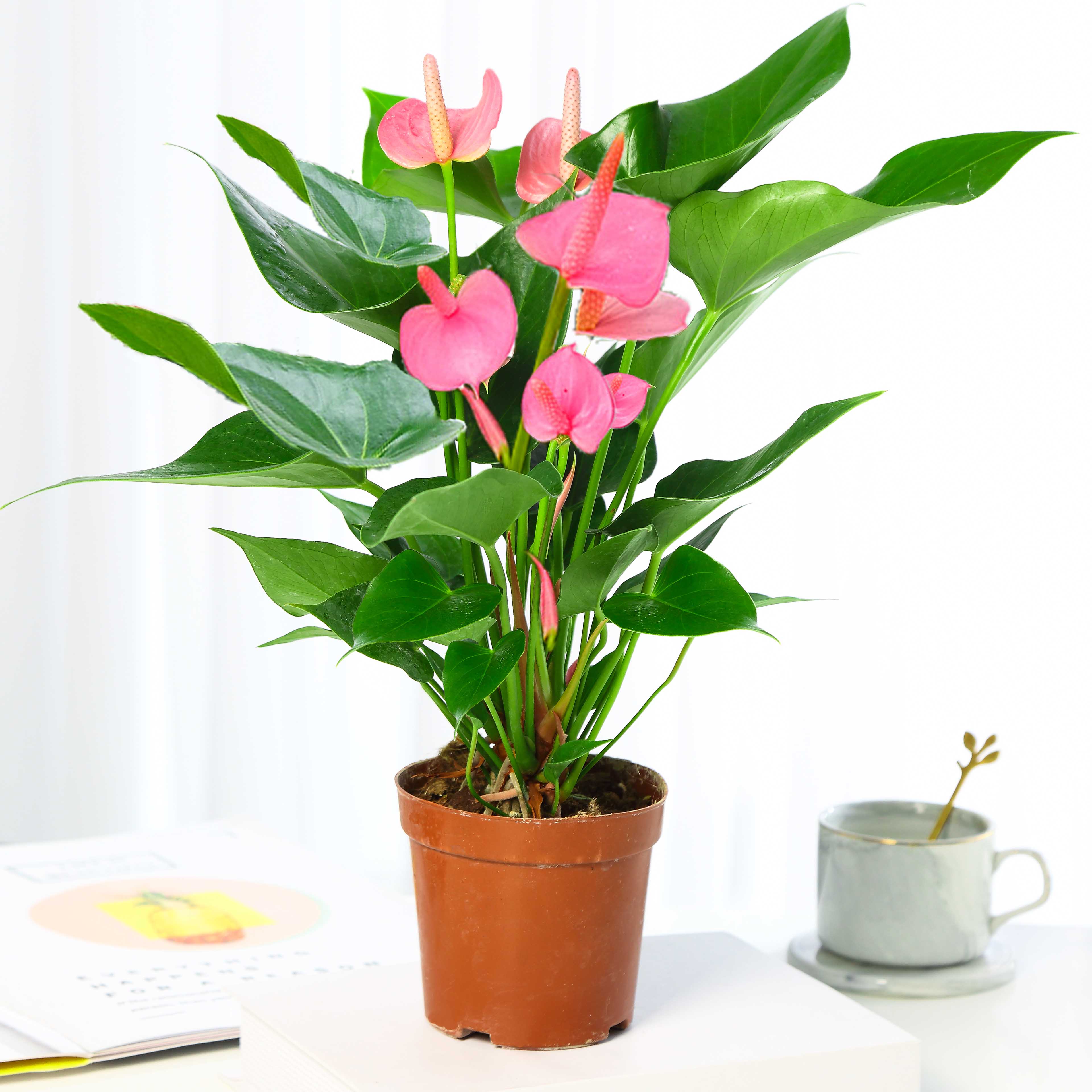 粉掌白掌盆栽植物室内花卉好养水培一帆风顺红掌水养四季常青绿植