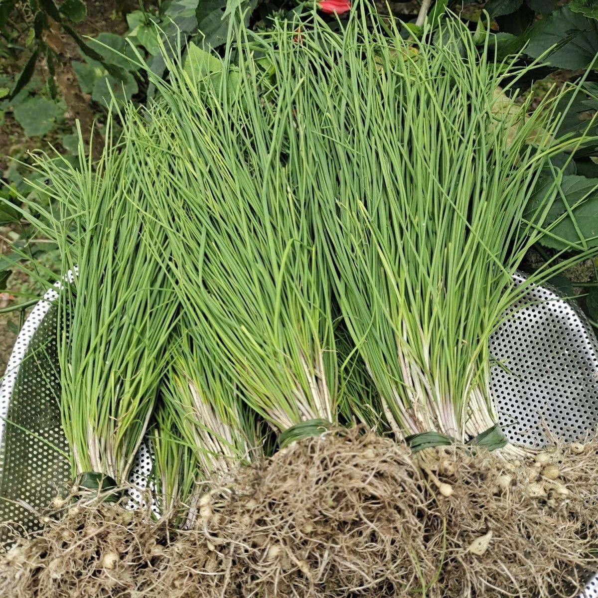 贵州新鲜野葱野山葱野外生长当季蔬菜野葱胡葱小根葱沙葱苦葱野 1斤野