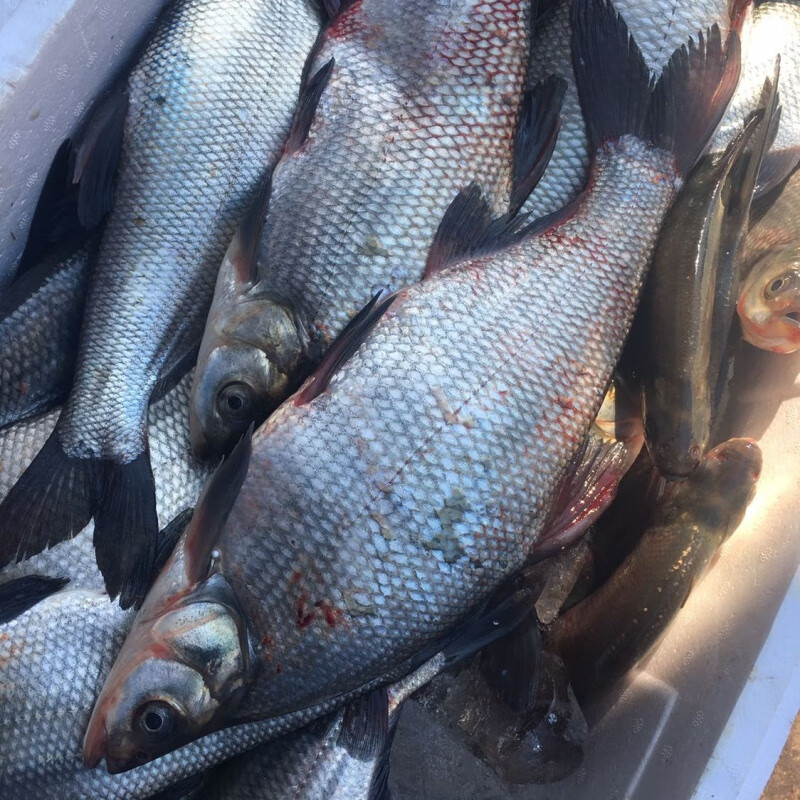 够印[三花五罗]松花江岛子鱼新鲜活鱼淡水翘嘴岛子鱼 2斤顺丰