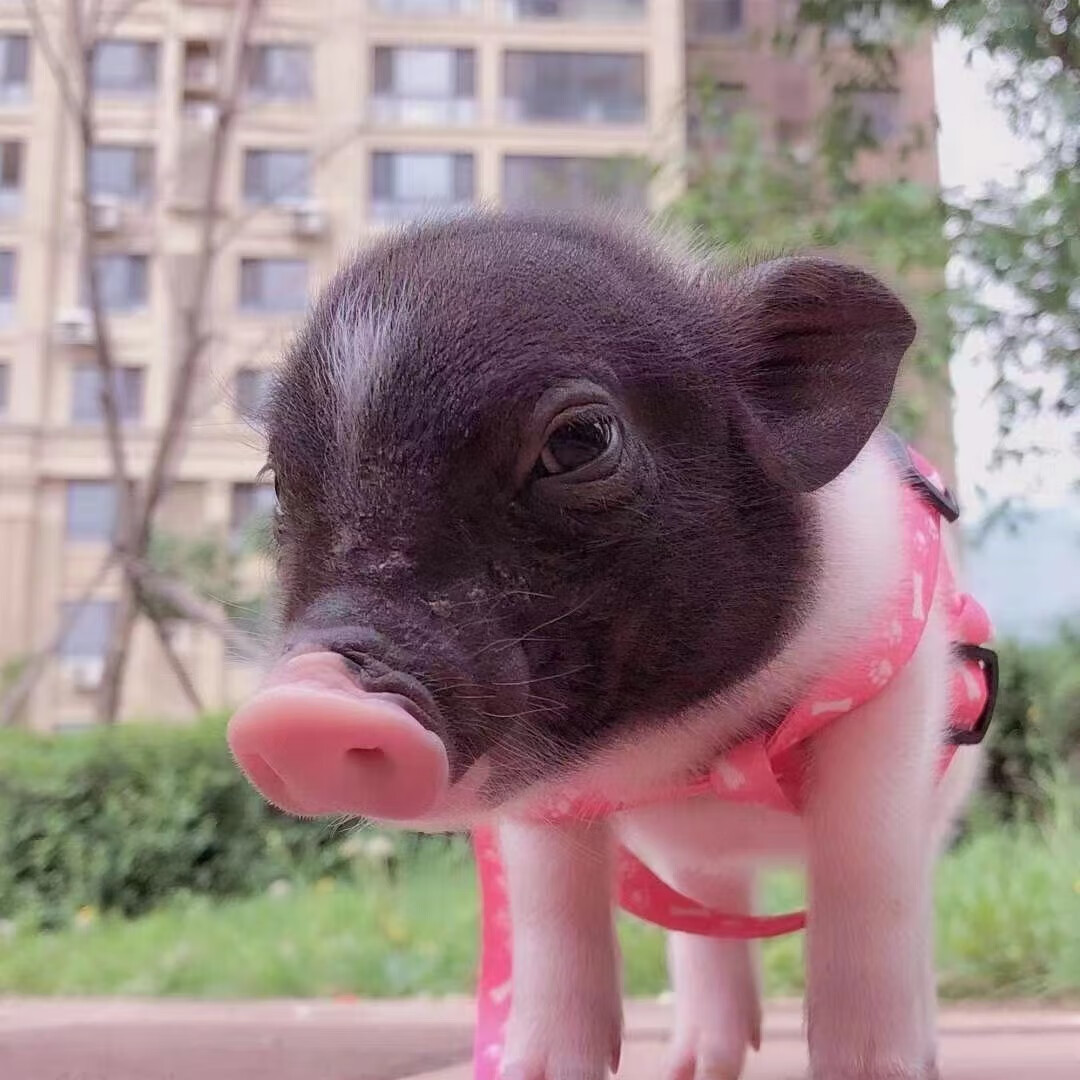 double yellow小香猪活体幼崽家养纯种宠物猪活物可爱萌宠网红猪仔