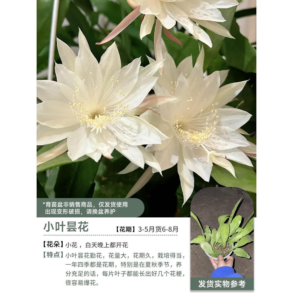 临雅小叶昙花盆栽带花苞鲜花花卉植物阳台室内花苗好养活四季耐阴绿植