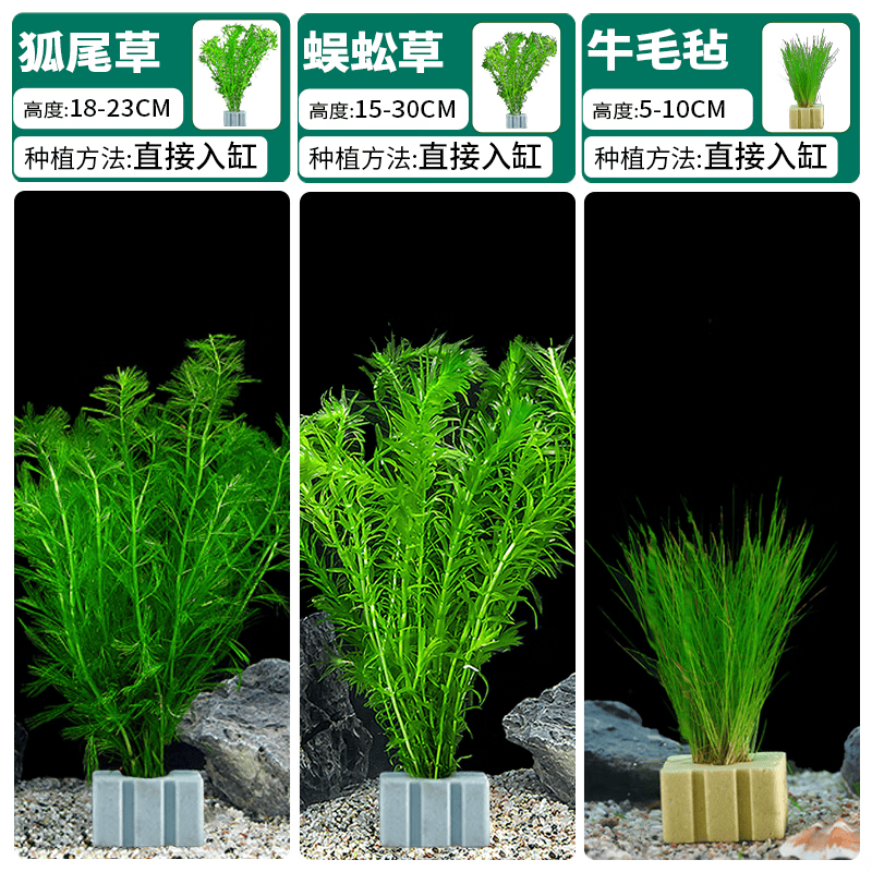 疯狂水草（FKSC）鱼缸水草植物造景真草全套水培植物懒人阴性 净水培菌水草套餐B属于什么档次？