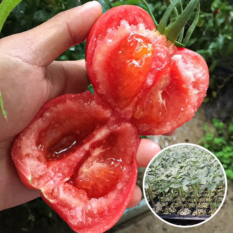 寿禾 普罗旺斯西红柿种子水果番茄口感型大果粉果春冬季蔬菜菜籽种籽 普罗旺斯番茄苗 6棵