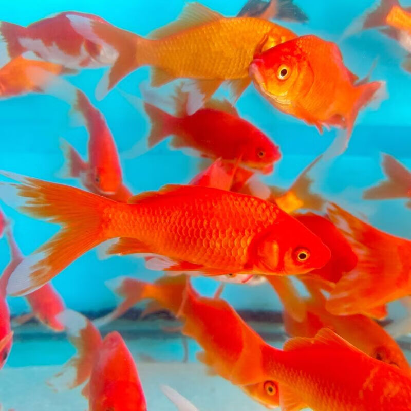 墨之瑶红草金鱼冷水观赏鱼淡水锦鲤金鱼活鱼红白大长尾巴小好养 红草