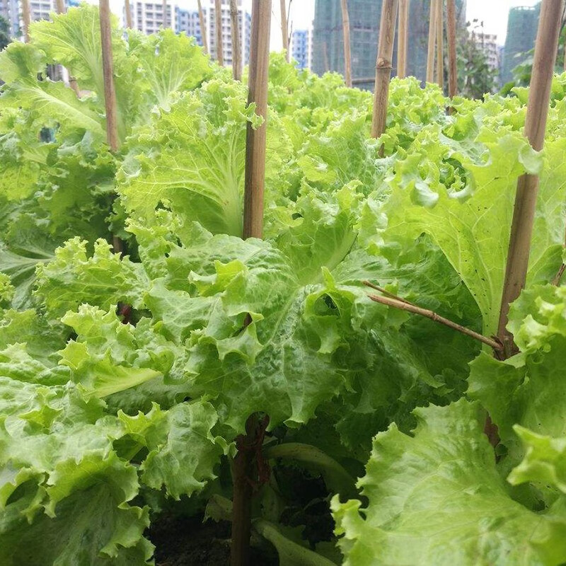 四季播香港软尾生菜蔬菜种子结球奶油味清香阳台庭院易种抗病耐寒