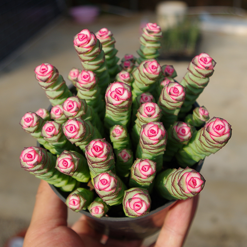 彩色钱串锦多肉植物药锦大盆罕见花卉室内阳台绿植精品盆景 简易塑料