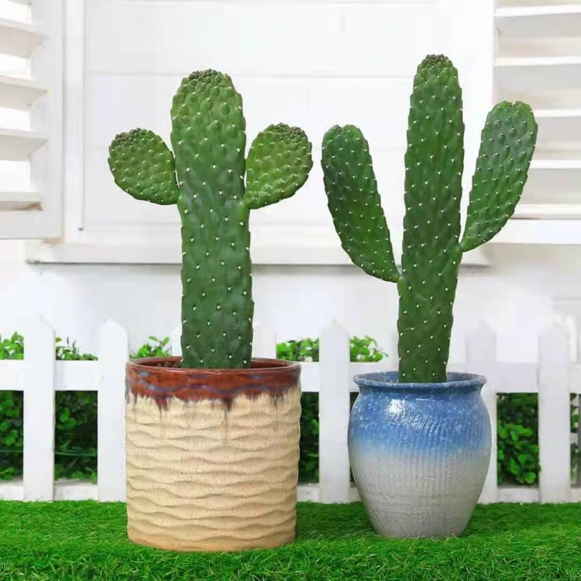 艾风格无刺中华掌盆栽植物室内外耐旱仙人掌热带绿植 裸根不带土 中华