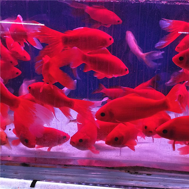 墨一金鱼锦鲫鱼草金鱼淡水鹦鹉鱼锦鲤鱼冷水观赏鱼红白全红长尾大尾巴