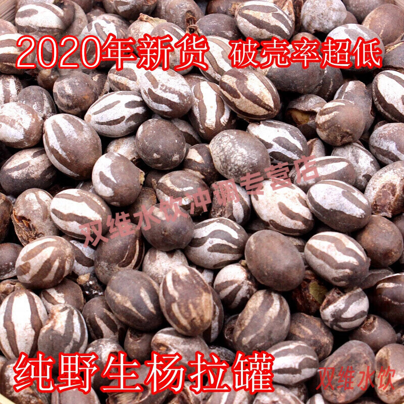 风鲜仓东北特产洋辣子刺蛾羊拉罐 杨拉罐波刺毛鸟食冰钓250