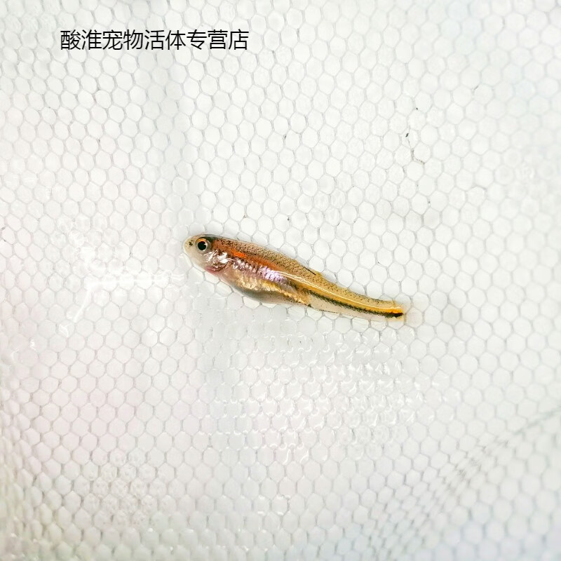 紫光精灵鱼幻彩霓虹多彩灯鱼原生冷水耐寒淡水北美观赏鱼 2-3cm紫光