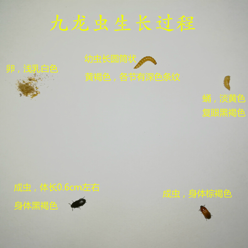【店铺推荐】正宗九龙虫洋虫活体幼虫宠物虫长命虫促销20克药食材养殖