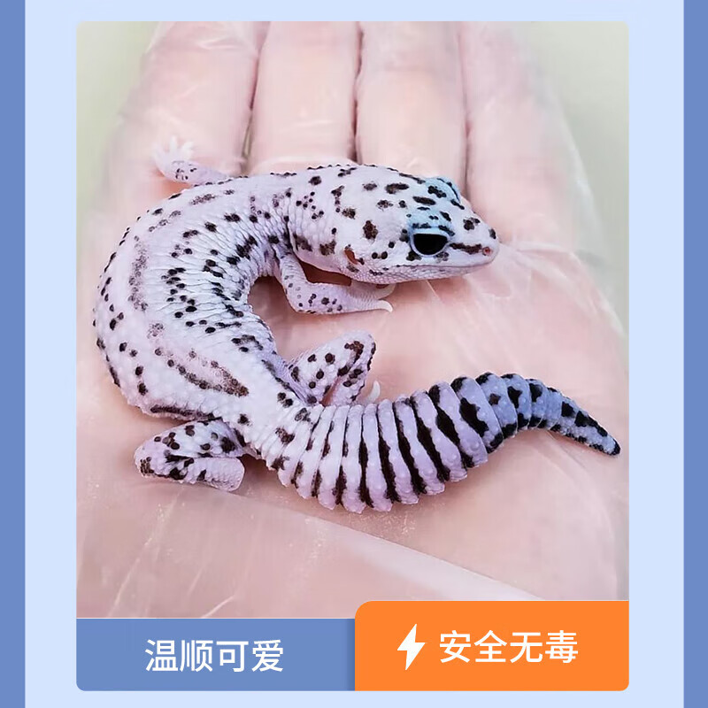 达泽侠守宫活物豹纹蜥蜴新手入门懒人宠物可爱爬虫易养异宠小型温顺