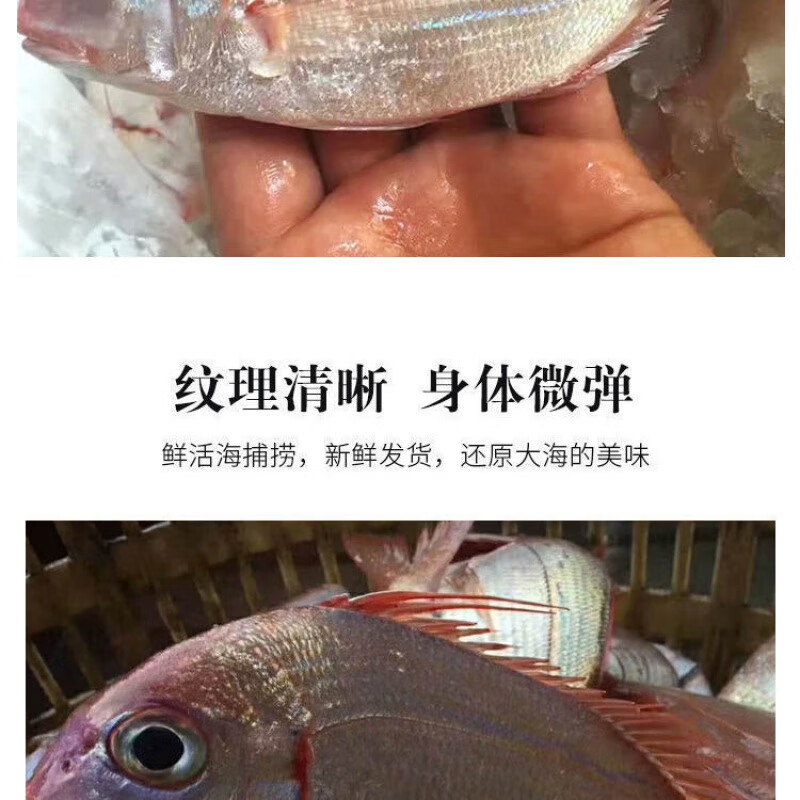 海捕水产海钓赤鱼野生海鱼红立鱼海产赤棕鱼新鲜加吉鱼鲜活蒸鱼 450g