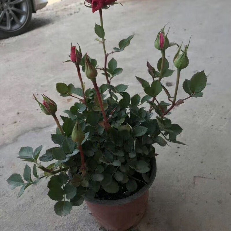 月季特大花浓香果汁阳台庭院花卉植物盆栽蔷薇玫瑰花苗 西施(带花苞)