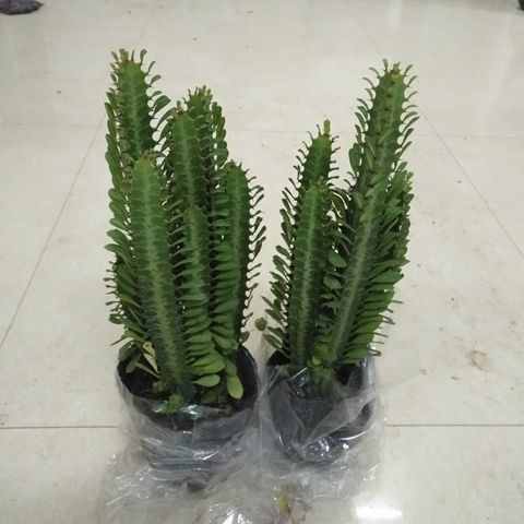 龍骨吸龍骨盆栽 仙人類(lèi) 麒麟 常青仙人柱巴西龍骨劍花/龍骨花盆栽 2盆青龍骨 不含盆
