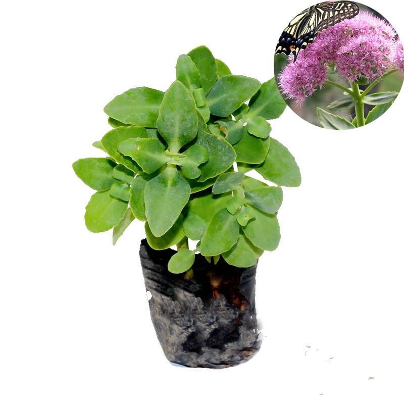 孙凯(sunkai)八宝景天小苗耐寒绿植盆栽止痒庭院绿化工程八宝景多肉