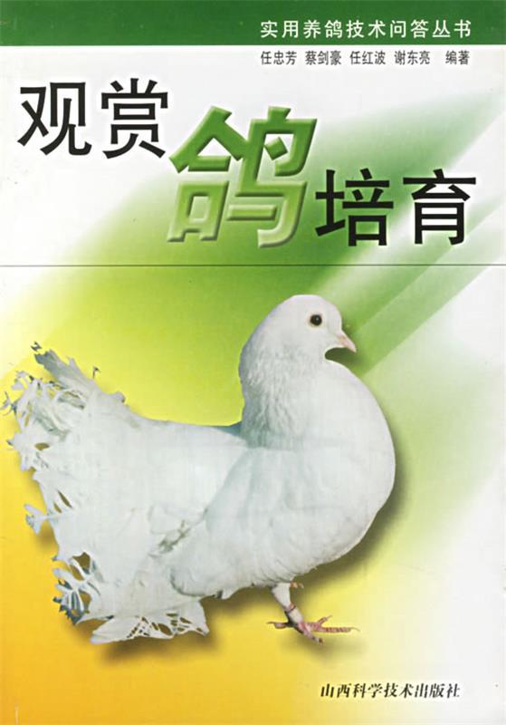 观赏鸽培育
