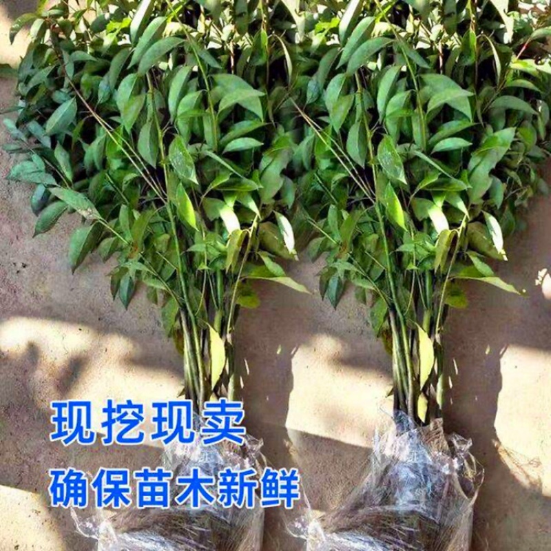 萌妹香樟树苗大小叶树苗庭院驱蚊四季常青防蚊虫大型绿化树苗行道树 香樟下苗80-1米高【10棵】 其他