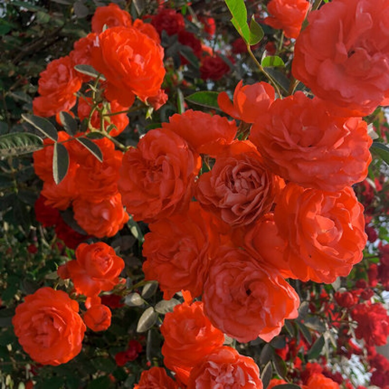 木香花树苗 木香花苗七里香盆栽爬藤植物甜蜜红木香庭院花卉 橙木香