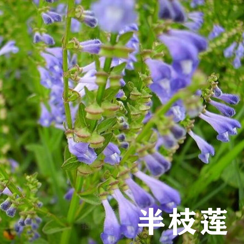 阳澄约定半枝莲种子野生半枝莲 种子 韩信草半边莲苗 野生的半支莲中