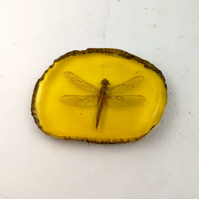 彩荷 人工琥珀吊坠 虫子标本虫 动物昆虫带虫 图片 知了