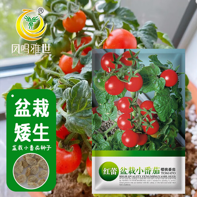 凤鸣雅世矮生盆栽番茄种子圣女果小西红柿种籽四季阳台红蕾盆栽番茄种子1g