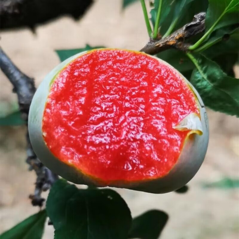 静嘉美国大黑李子树苗 黑布林李子苗 黑布朗李 黑布林树苗 黑布林 黑