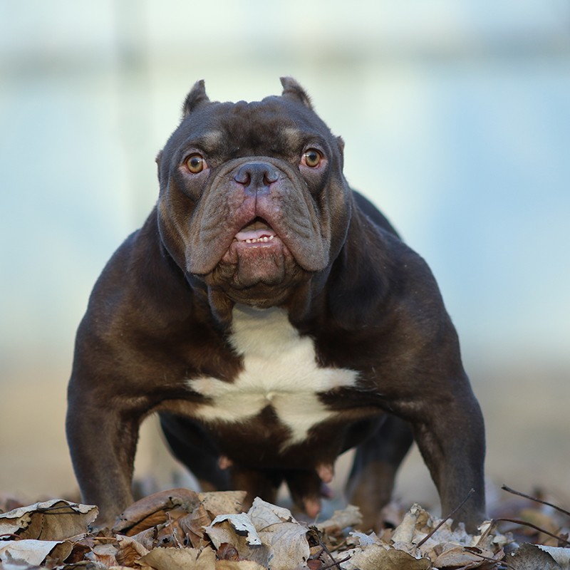 玄宠【60天保障】纯种宠物狗美国纯种恶霸犬活体恶霸幼犬活物 高品质