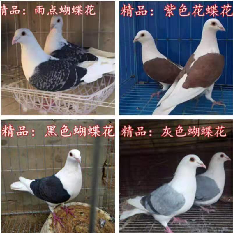 蝴蝶花信鸽青年一对 通风框(或者箱)